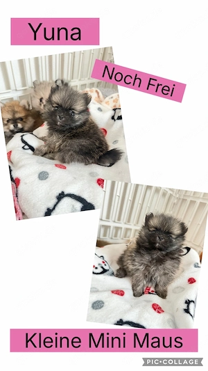 Zwergspitz Babys in der Farbe Merle 