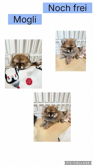 Zwergspitz Babys in Orange , Orange   Salbe 