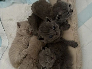 Wunderschöne BKH Kitten suchen ein liebevolles Zuhause