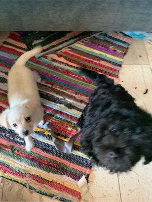 süsse maltipoo welpen       