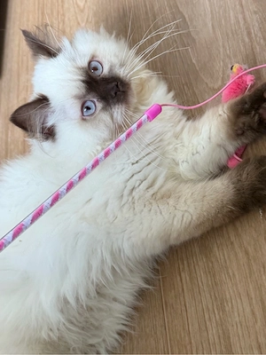 BLH Katze schoko point 