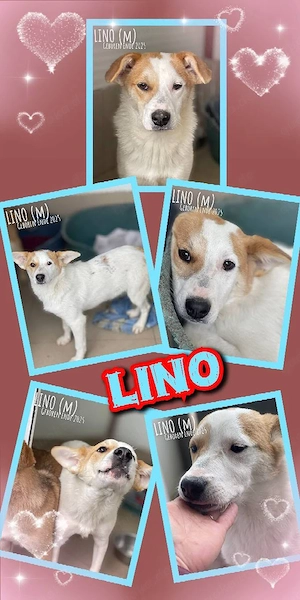 sanfter, lieber, wunderschöner, junger Hundejunge "Lino" sucht ein liebevolles Zuhause 