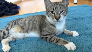 Baby Kater
