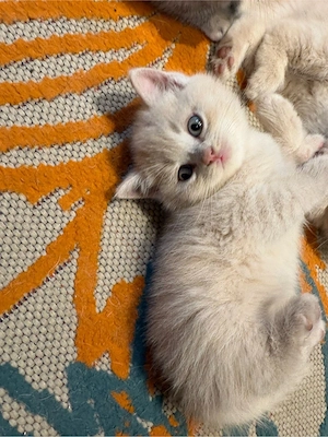 Britisch Kurz Haar Kitten 