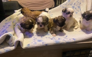  Wunderschöne Shih-Tzu-Welpen (Rüden & Hündinnen) 
