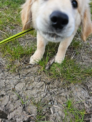 Golden Retriever Welpe 