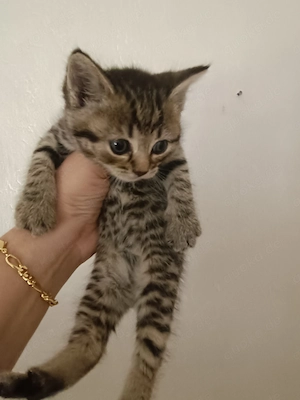 BKH Kitten, Mutti reinrassig, Vater - mischlung, suchen neue Liebe ins neue Familie.