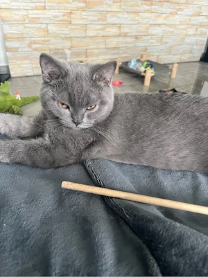 Zuckersüsse Bkh Kitten 16Wochen  alt