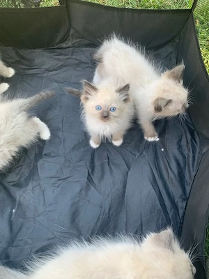 Wunderschöne Ragdoll-Kätzchen suchen ein liebevolles Zuhause