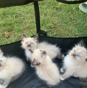 Atemberaubende reinrassige Ragdoll-Kätzchen