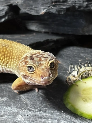 Wunderschöner männlicher Leopardgecko EUBLEPHARIS MACULARIUS