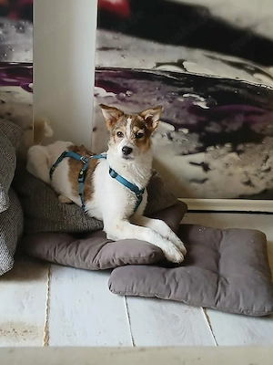 Süße Delia(5 Mon, 28 cm, 5,5 kg) sucht liebevolles Heim