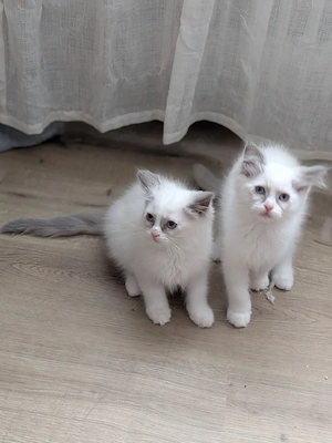 Ragdoll Kitten mit Stammbaum 