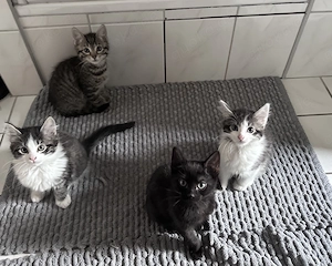 Katzenmädchen abzugeben 12 Wochen alt