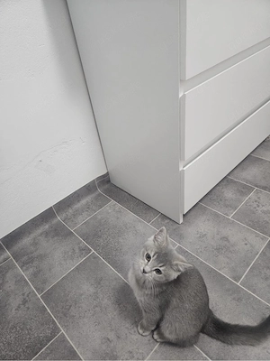 Bkh katze kurzhaare