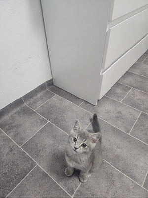 britisch Katze 
