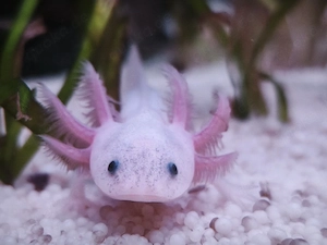 Axolotl Harlekinaxolotl aus Hobbyzucht 
