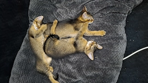 Kitten - Jungs - Katerchen - Somali - Abessinier- MIX