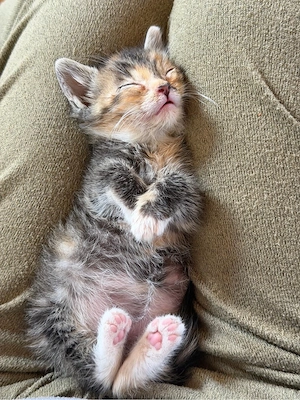 kitten 6 wochen alt 