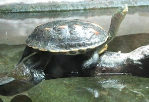 Wasserschildkröte, Schmuckschildkröte 
