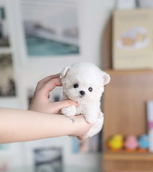 Maltipoo mit Babygesicht zur Adoption   geringe Gebühr erforderlich 