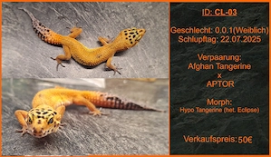 Die letzten 2 Leopardgecko Mädels der Saison