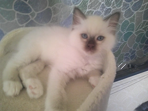  Noch 1 Heilige Birma kitten sehr verschmust sucht ab sofort ein neues Zuhause