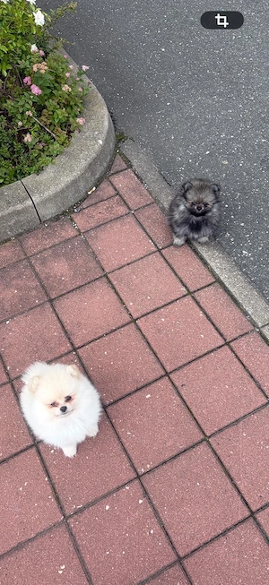 Zwergspitz (Pomeranian) Welpen aus liebevoller Familienaufzucht