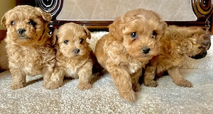 Maltipoo Welpen in goldbraun