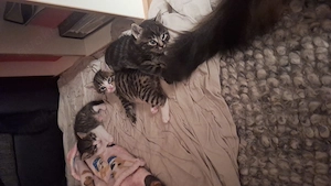 Katzenbabys Mischling