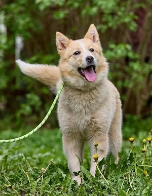 Hund sucht ein neues Zuhause