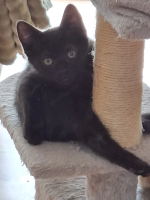 supersüßes Kitten