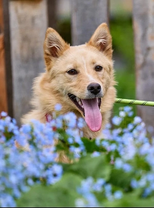 Hunde suchen ein liebevolles Zuhause 