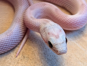 Kornnatter Nachzuchten 2026 Coral Ghost Sunkissed Tessera Striped 