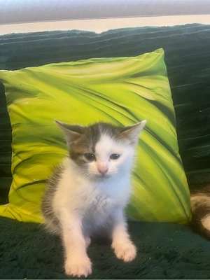 Kater zum abgeben 