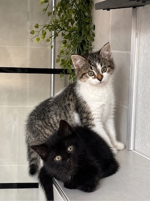 Kitten pärchen 