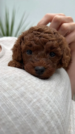 Kleiner Maltipoo-Rüde aus privatem Familienhaushalt sucht bald ein liebevolles Zuhause