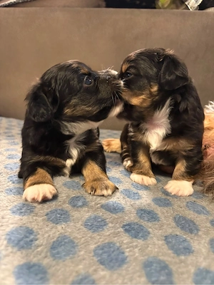 Mini-Yorkshire-Dackel mixe 