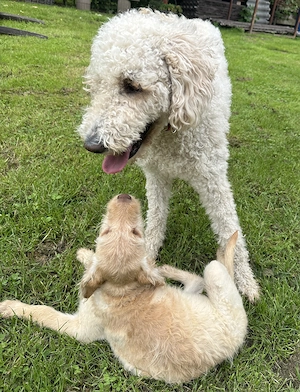 Labrador-Doodle Welpen