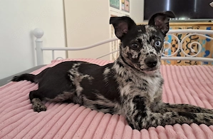 Toy Aussie Spitz Rüde
