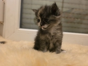 Maine coon