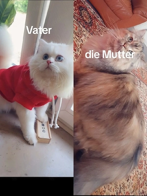 katzenbaebys zu verkaufen