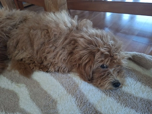 Zuckersüßer F1-Maltipoo-Welpe (Rüde) sucht ein liebevolles Zuhause Bild 9