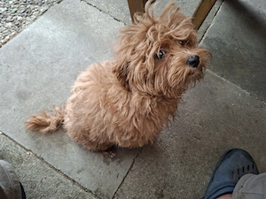 Zuckersüßer F1-Maltipoo-Welpe (Rüde) sucht ein liebevolles Zuhause Bild 8