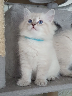 Neva Masquarade Kitten