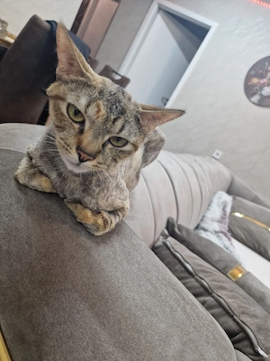  Kleine Katzenfamilie (Mama 1J. & 2 Babys 3M.) sucht DRINGEND gemeinsames Zuhause auf Lebenszeit!