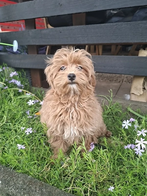 Zuckersüßer F1-Maltipoo-Welpe (Rüde) sucht ein liebevolles Zuhause Bild 6