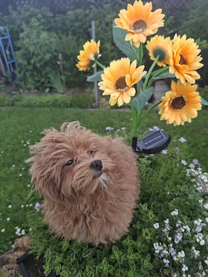 Zuckersüßer F1-Maltipoo-Welpe (Rüde) sucht ein liebevolles Zuhause Bild 5