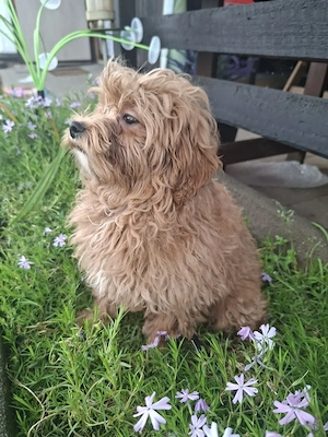 Zuckersüßer F1-Maltipoo-Welpe (Rüde) sucht ein liebevolles Zuhause Bild 7