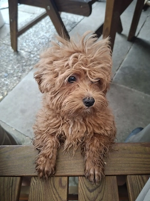 Zuckersüßer F1-Maltipoo-Welpe (Rüde) sucht ein liebevolles Zuhause Bild 2